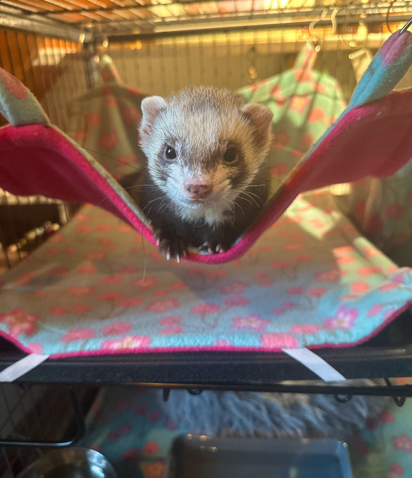 Ferret