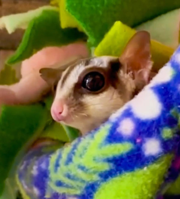 Sugar Glider
