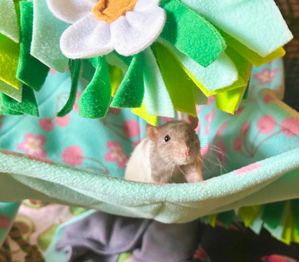Rat
