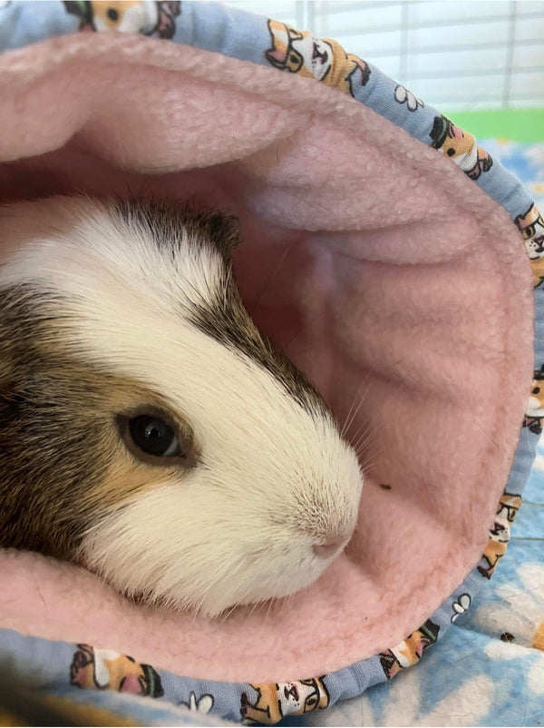 Guinea pig