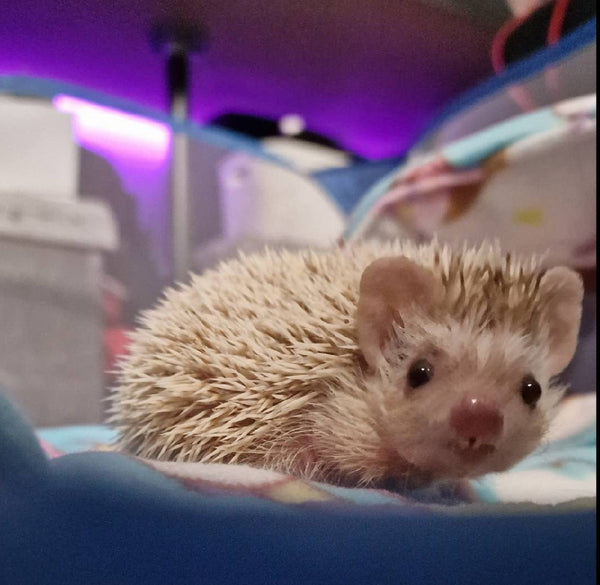Hedgehog