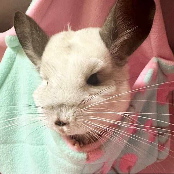 Chinchilla
