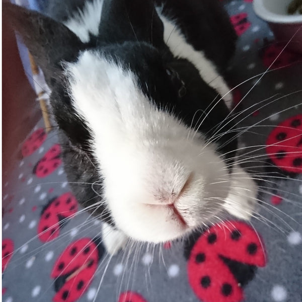 Rabbit