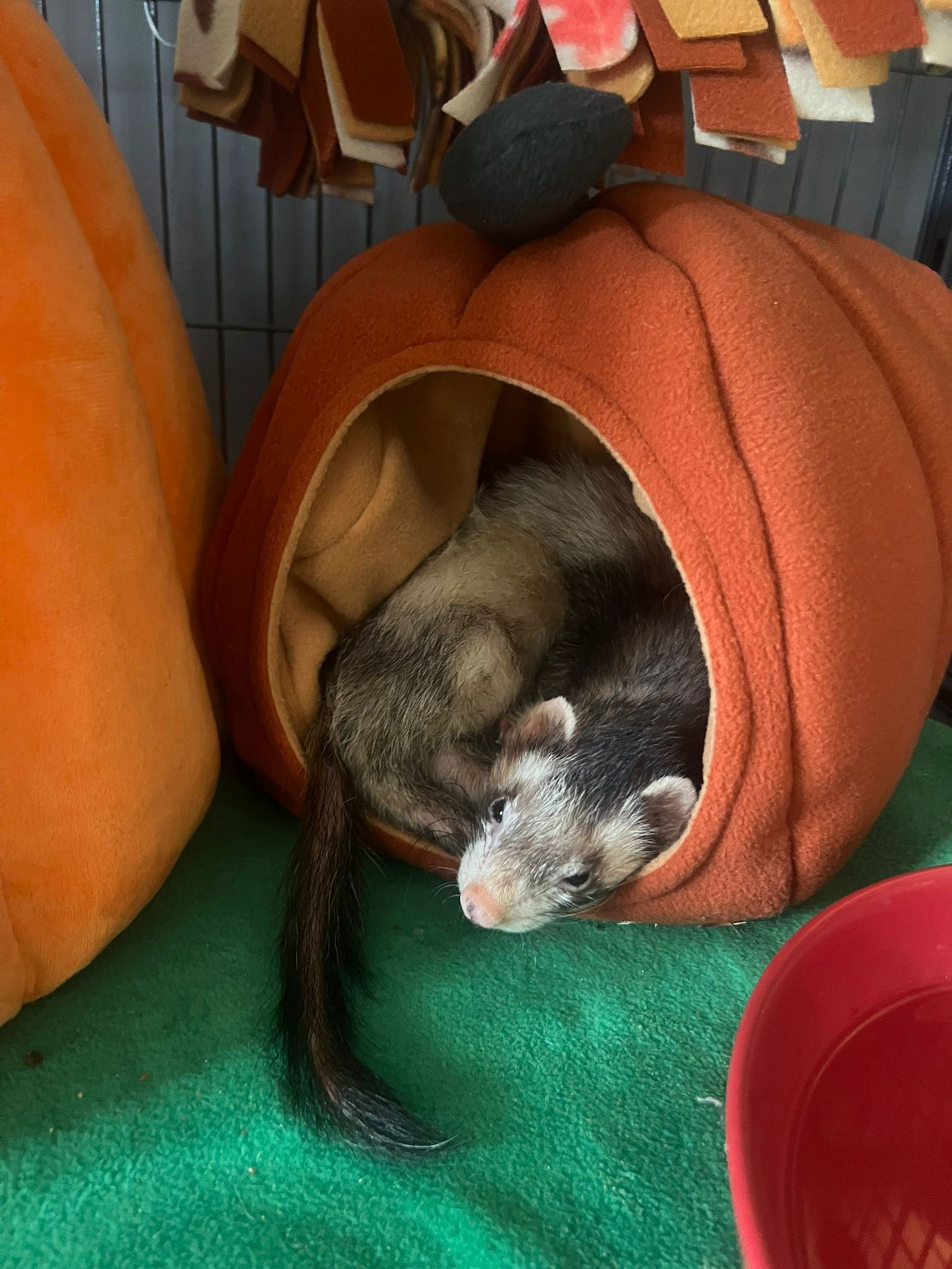 Pumpkin Bed