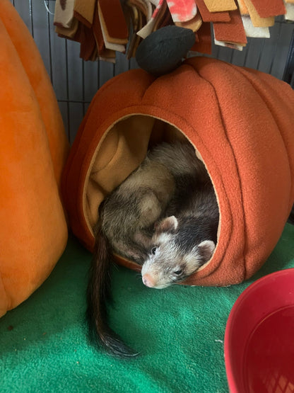 Pumpkin Bed