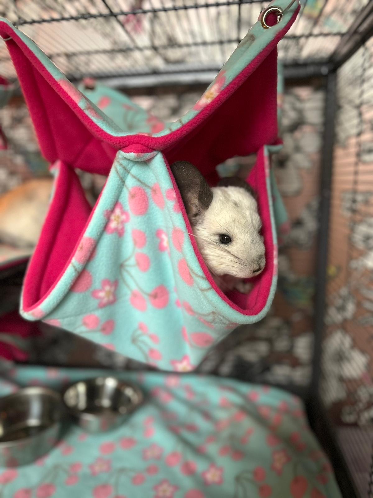 Double Hammock