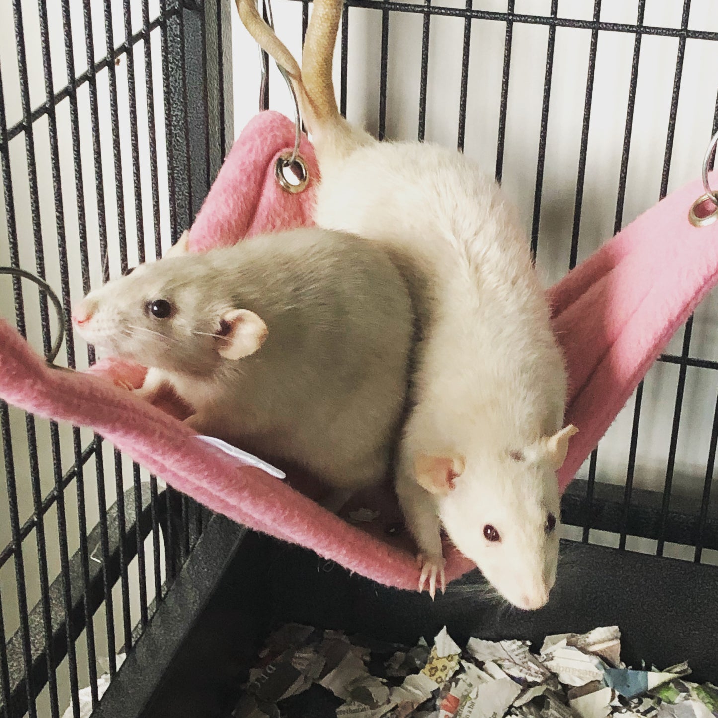Corner Hammocks - pack of 2