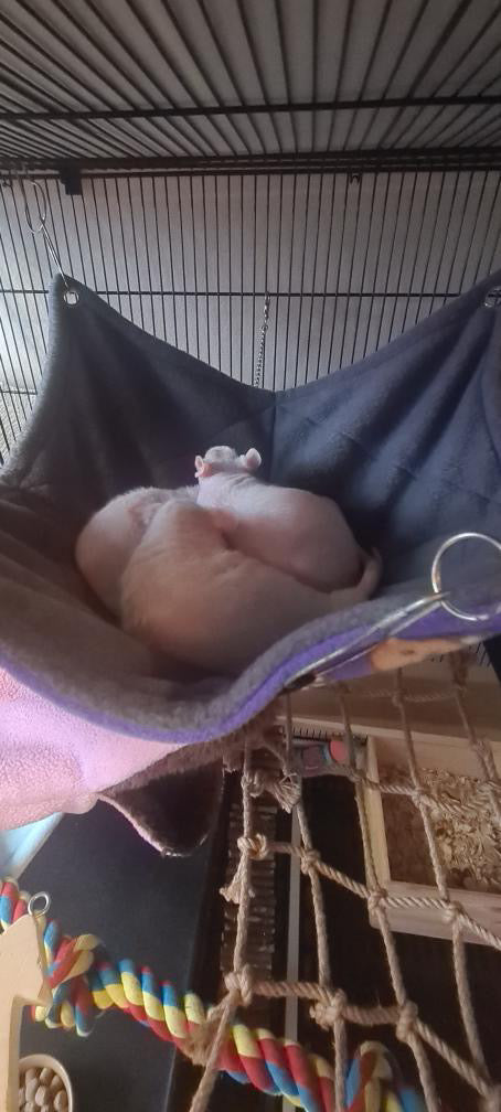 Single Hammock