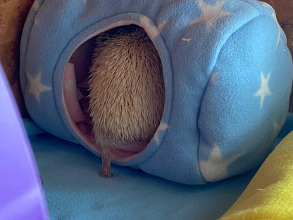 Hedgehog Hide