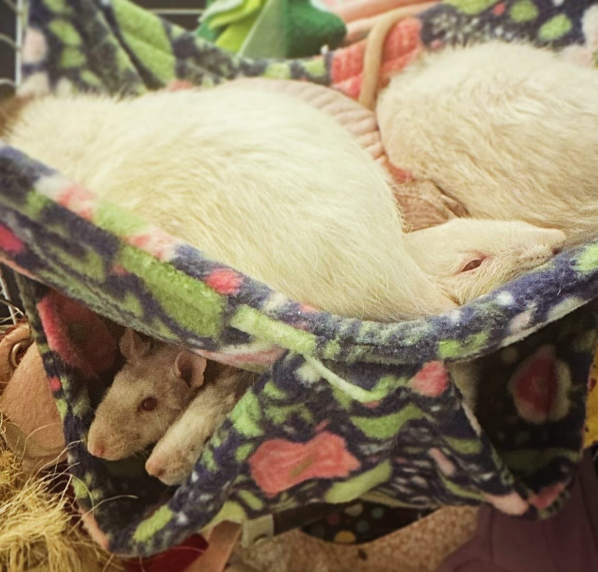 Double Hammock