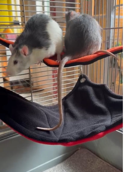 Corner Hammock - Bat