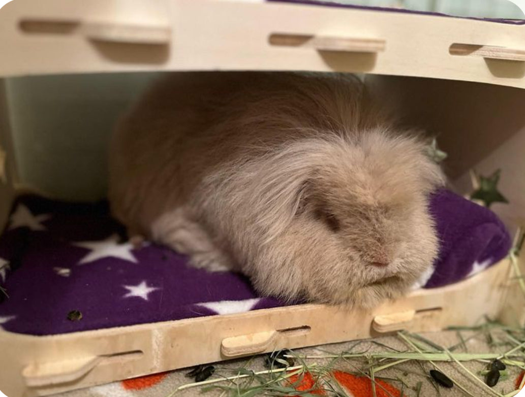 Guinea Pig Bunk Bed Pads - Pack of 2
