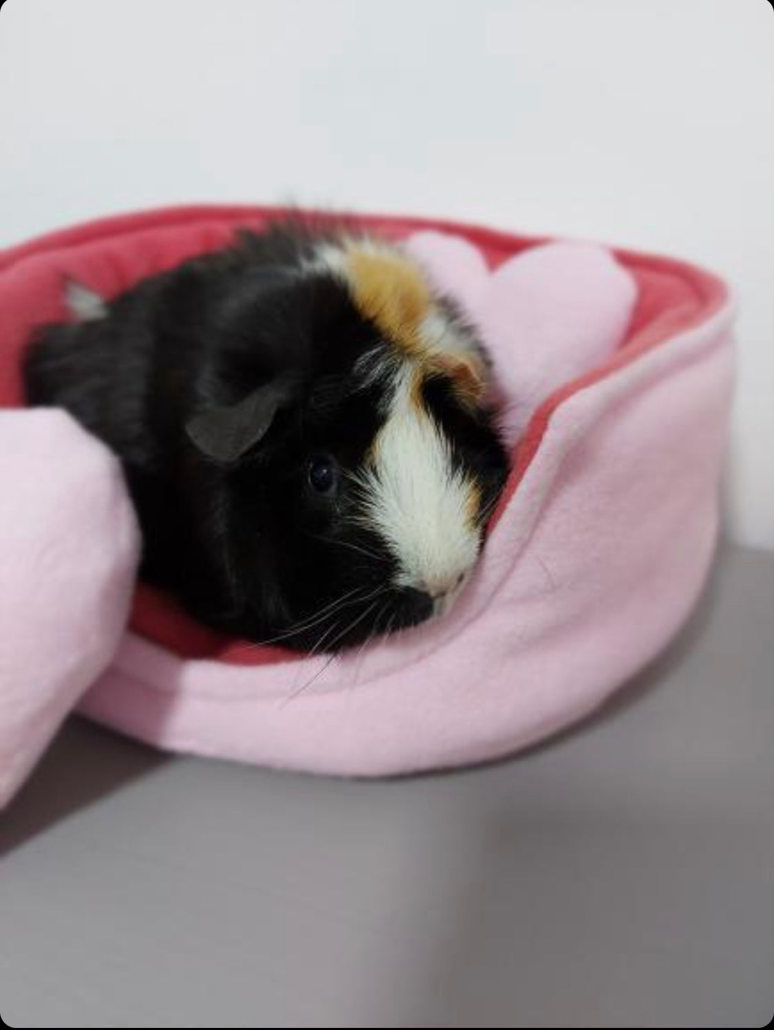 Cuddle Cup & Pee Pad