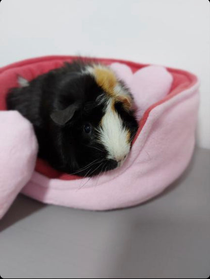 Cuddle Cup & Pee Pad