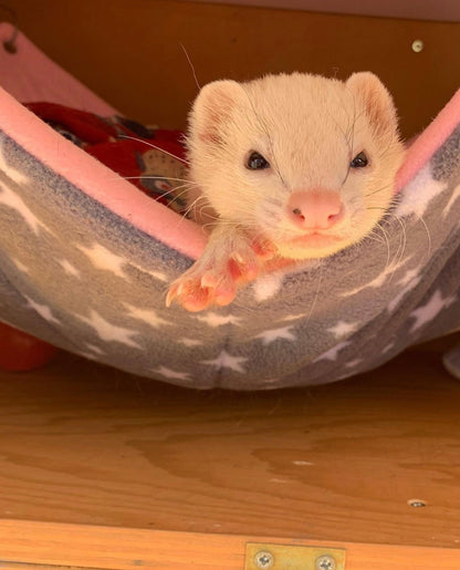 Single Hammock