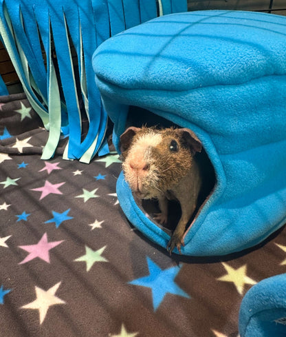 Guinea Pig Hide