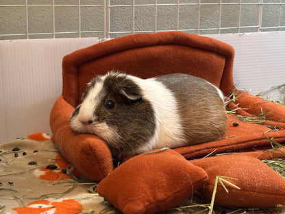 Autumn Mini Sofa